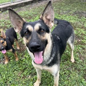 Bella, German Shepherd Dog, young, available for adoption