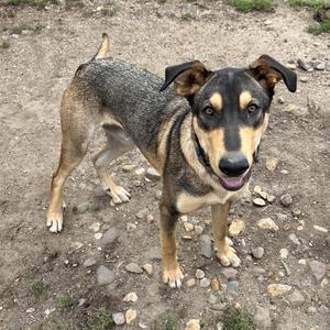 A dog with a black and tan coat standing on a rocky ground.