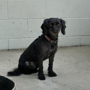 A black dog sitting on a concrete floor with a white wall in the background.