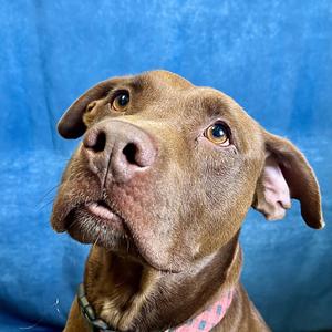 Zeus, Pit Bull Terrier, adult, available for adoption