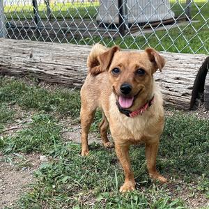 Honey, Terrier, adult, available for adoption