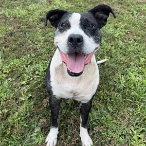 Jewels, Pit Bull Terrier / American Staffordshire Terrier, senior, available for adoption