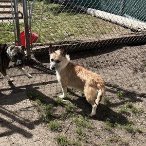 Jacques - NO FEE (Sponsored by Hawkins Chevrolet), Yorkshire Terrier / Pit Bull Terrier, young, available for adoption