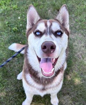 A close-up of a happy husky dog with striking blue eyes, sitting on grass and looking directly at the camera with its mouth open in a joyful expression.