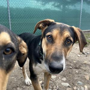 Gilligan, Coonhound, young, available for adoption