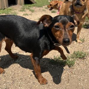 Winter - NO FEE (Sponsored by Figueroas Construction), Miniature Pinscher, adult, available for adoption