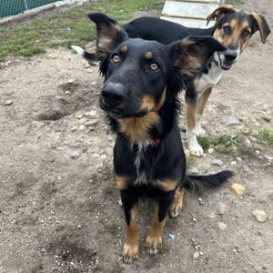 Lovey - NO FEE (Sponsored by Hawkins Chevrolet), Shepherd, young, available for adoption
