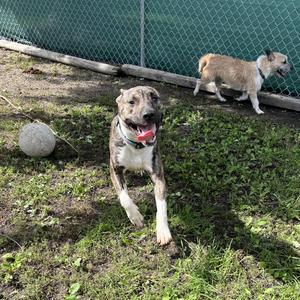 Gremlin - NO FEE (Sponsored by Figueroas Construction), Pit Bull Terrier / Yorkshire Terrier, young, available for adoption