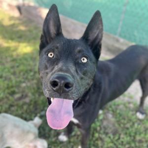 A black dog with pointed ears and a pink tongue sticking out, standing on grass.