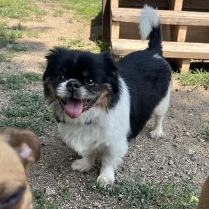 Panda, Shih Tzu, senior, available for adoption