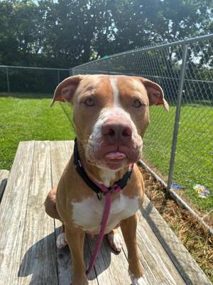 Rufus, Cane Corso / Pit Bull Terrier, young, available for adoption
