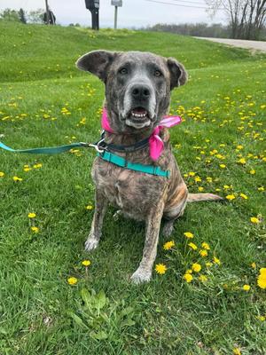 Daisy, German Shepherd Dog / Boxer, adult, available for adoption