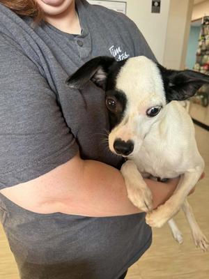 Peanut, Chihuahua / Mixed Breed, young, available for adoption