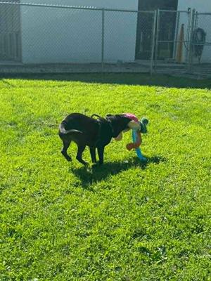 Haze, Labrador Retriever / Shepherd, young, available for adoption