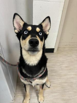 Gypsy, Husky / Shepherd, adult, available for adoption