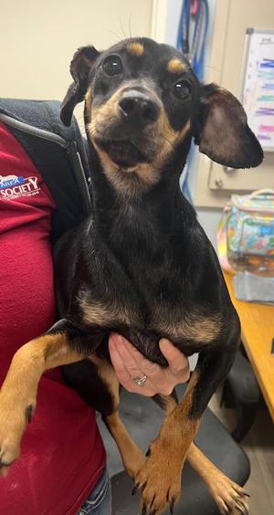 Rainey, Miniature Pinscher / Mixed Breed, adult, available for adoption