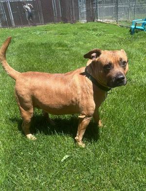 Baby Girl, Pit Bull Terrier / Mixed Breed, senior, available for adoption