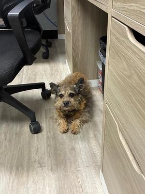 Gizmo, Chihuahua / Yorkshire Terrier, adult, available for adoption