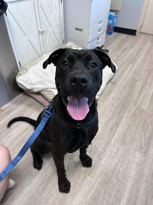 Bo, German Shepherd Dog / Pit Bull Terrier, puppy, available for adoption