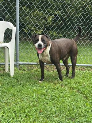 Nino, Pit Bull Terrier / Mixed Breed, adult, available for adoption