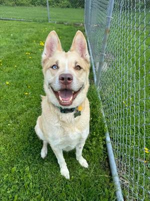 Loki, Husky / Shepherd, adult, available for adoption