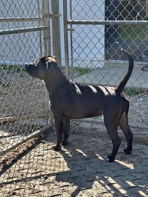 A black dog standing on a concrete surface in front of a chain-link fence.