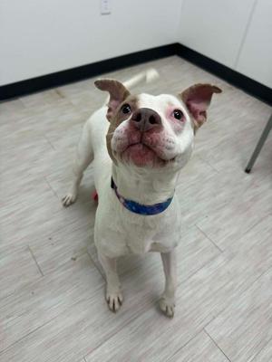 A white dog with brown markings on its head and ears, wearing a blue collar, stands on a light-colored wooden floor and looks up.