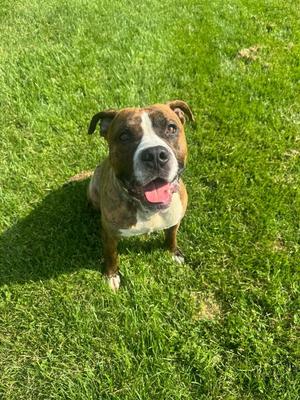 Rocky, Pit Bull Terrier / Mixed Breed, young, available for adoption
