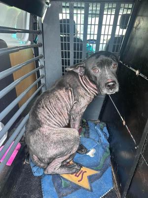 Cookie, Pit Bull Terrier / Mixed Breed, adult, available for adoption