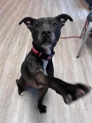 Sassy, Mixed Breed, senior, available for adoption