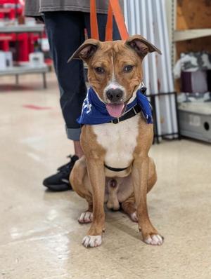 Buddy, Mixed Breed, young, available for adoption