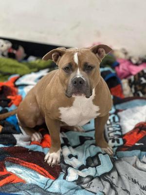 Nala, Boxer / Pit Bull Terrier, adult, available for adoption