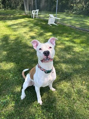 Ozzy, Pit Bull Terrier / Mixed Breed, young, available for adoption