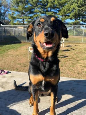 Charlie, Chihuahua / Rottweiler, adult, available for adoption