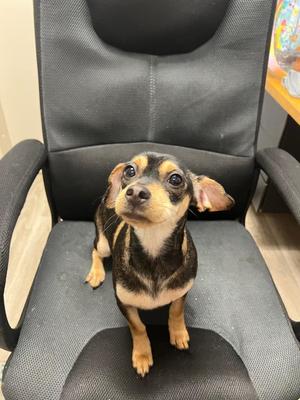 Ginger, Miniature Pinscher / Mixed Breed, adult, available for adoption