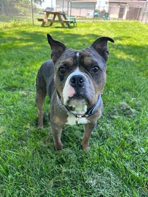 Bruiser, American Bully, young, available for adoption