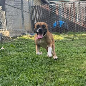 A brown and white dog with a black muzzle and floppy ears is running on a grassy lawn. The dog has its mouth open and tongue out, appearing happy and energetic. In the background, there is a chain-link fence and a blue object, possibly a toy or container, behind the fence.