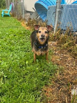 AJ, Rat Terrier / Mixed Breed, senior, available for adoption