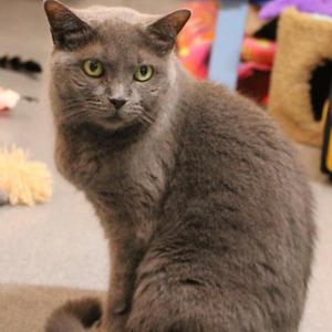 Chia, senior, available for adoption