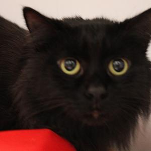 Chewie - Med Hair Female, adult, available for adoption