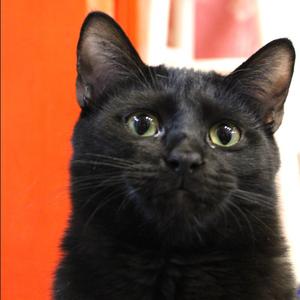 Elm, adult, available for adoption