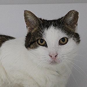 A close-up photo of a white and brown cat's face.