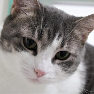Ilse, adult, available for adoption