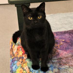 Guppy, adult, available for adoption