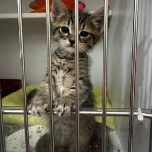 Jackman, kitten, available for adoption