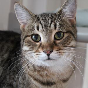 Fischer, adult, available for adoption