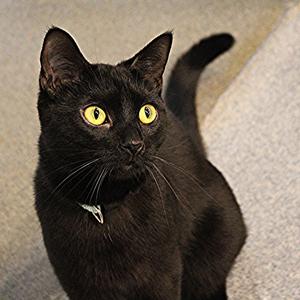 Hayden, adult, available for adoption