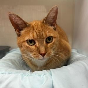 Gutherie, senior, available for adoption