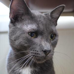 Joaquin, adult, available for adoption