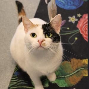 Delta, adult, available for adoption